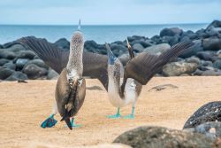 blue-footed-boobie.jpg