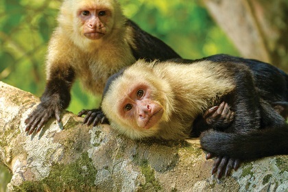 Costa Rica Resized.jpg